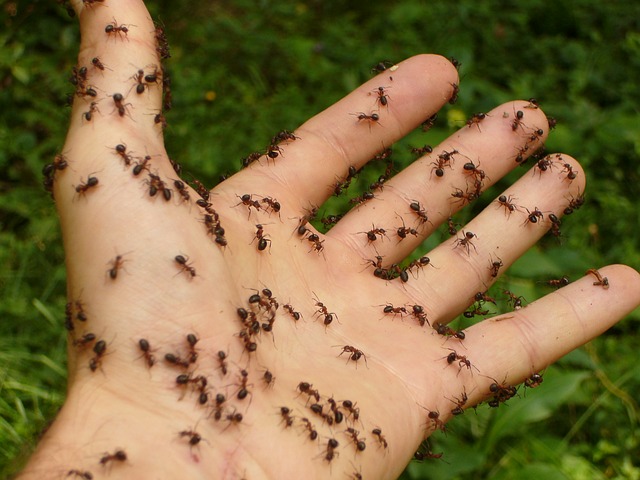 jak wytępić mrówki