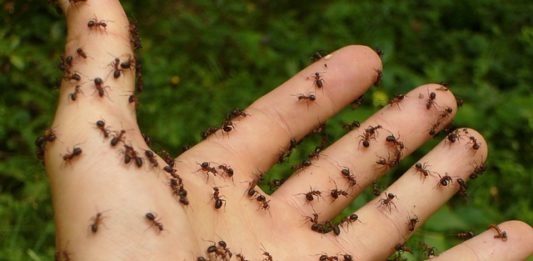 jak wytępić mrówki