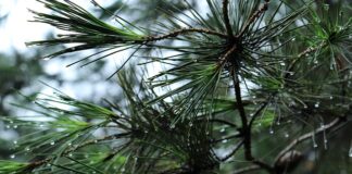 Jak otworzyć awaryjnie bagażnik w BMW e90?