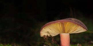 Co to są lamele podłogowe?