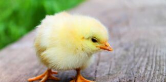 Ile robi się pierś z kurczaka na parze? Ile robi się pierś z kurczaka na parze?