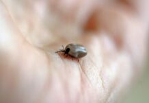 Jakiego zapachu nie lubią roztocza? Jakiego zapachu nie lubią roztocza?