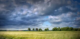 Jak prawidłowo dbać o rośliny, gleby i uprawy